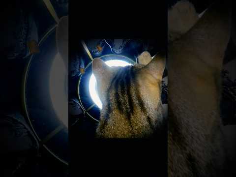 Katze am essen, futter #katze #eat #essen #food #cat