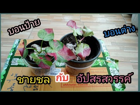 รีวิวบอนสีที่สั่งมาว่าตรงปกมั้