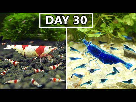 Breeding Shrimp in 100 Days! Caridina VS Neocaridi In this video I'll show you 100 day timelapse of breeding Caridina and Neocaridina shrimp side by si