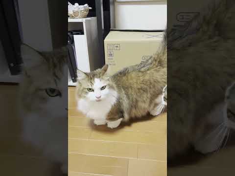 猫の動画サムネイル - 君たち、呼んでないよ