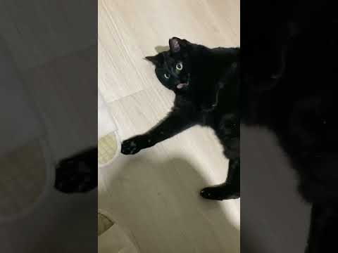 臭いのか？良い香り？匂いに対する猫の行動の違い　#shorts