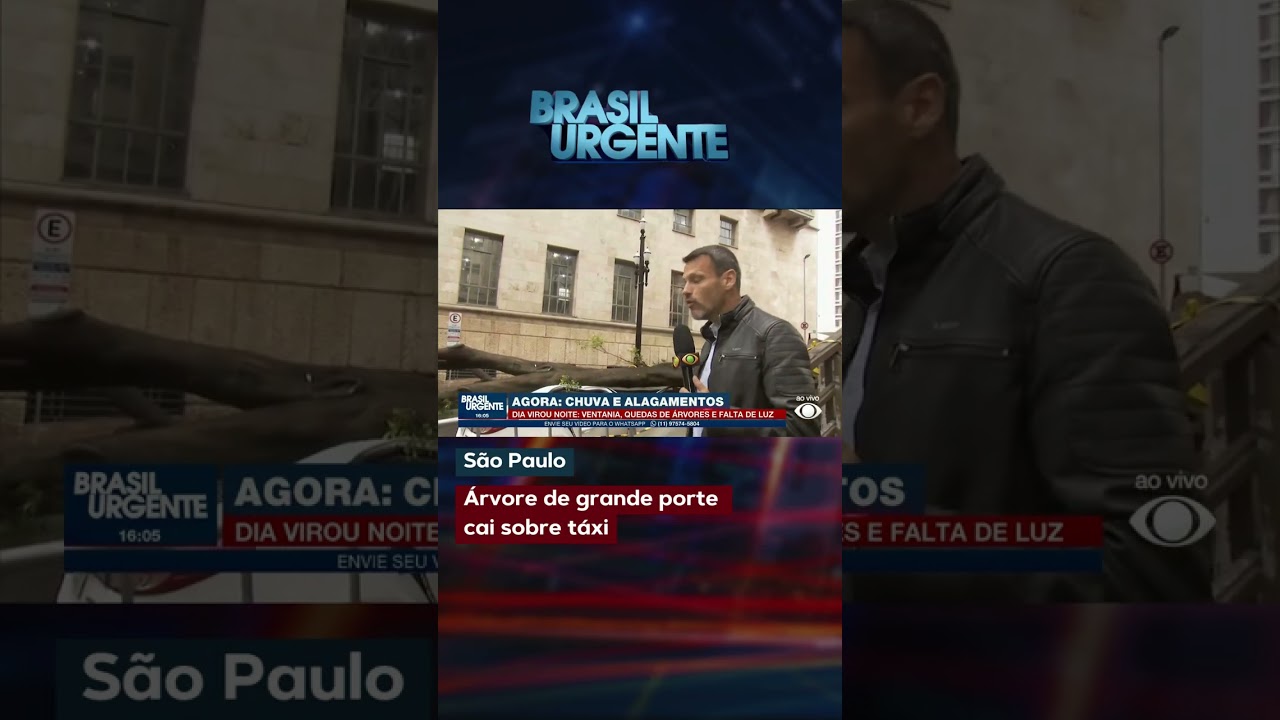 Árvore de grande porte cai sobre táxi em SP