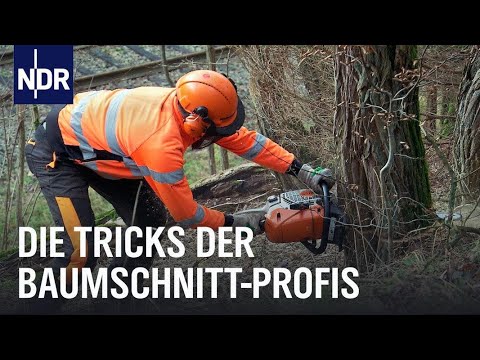 Reupload: Baumschnitt-Profis und ihre Tricks | die nordreportage | NDR Doku