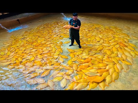 전세계 최초! 15년 동안 연구하여 양식에 성공한 전설의 물고기 황금광어 Amazing golden flounder at Korean fish farm - Korean food