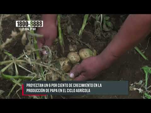 Proyección: Nicaragua espera producir más de 1 millón de quintales de papa