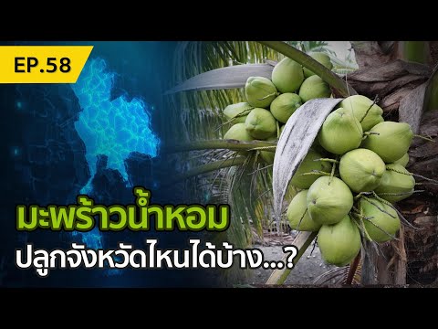 มะพร้าวน้ำหอม-ปลูกจังหวัดไหนได มะพร้าวน้ำหอม-ปลูกจังหวัดไหนได