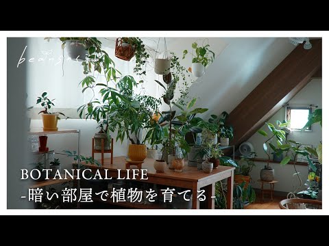 【観葉植物】暗い部屋で植物を育てるための秘訣