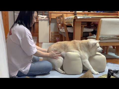 柴犬の老化と向き合う優しい母のケアに学ぶ愛情のかたち サムネイル