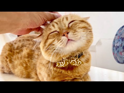 撫でられるとにっこりスマイルになっちゃうぽっちゃり猫のぽちゃくんが...