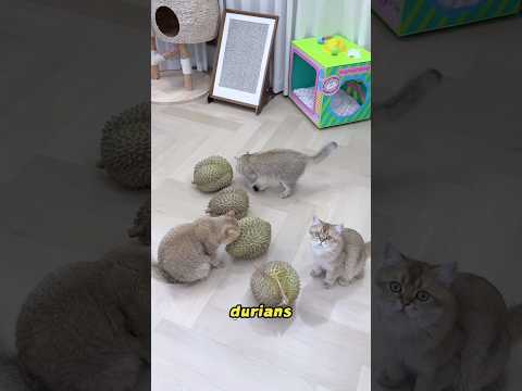 Estos gatos odian los durians.#cat #pets #funny