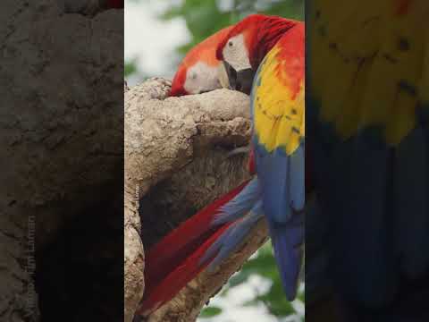 Even Scarlet Macaws know that sharing is caring 🥹 #NationalGeographic