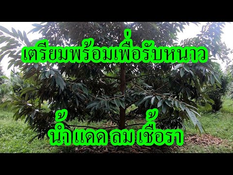 ทุเรียนภาคอีสาน-ภาคเหนือ-หนาวม ทุเรียนภาคอีสาน-ภาคเหนือ-หนาวม