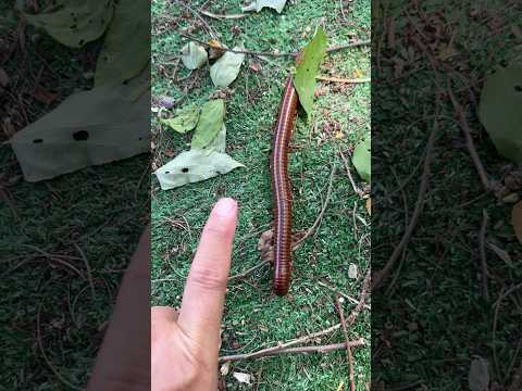 ใหญ่จริงๆ 😱 #animal #big #millipede #wonder #reptiles