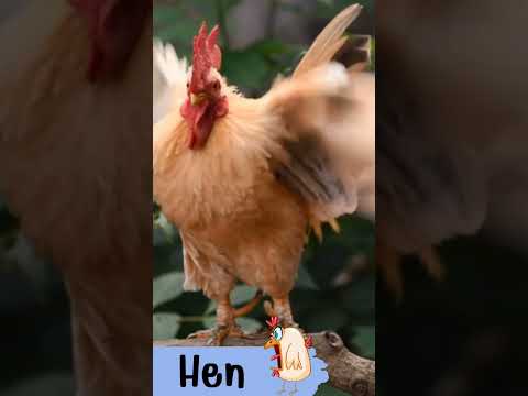 แม่ไก่Henเสียงแม่ไก่พร้อม