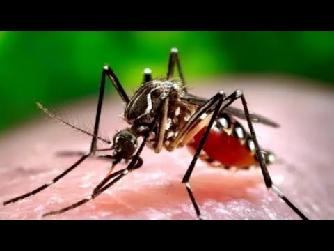 Preocupación en República Dominicana ante alerta por Chikungunya