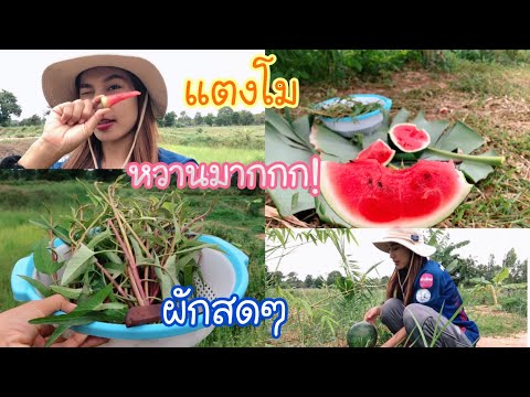 เก็บผักบุ้ง-ชิมแตงโมหวานๆจ้า🍉 เก็บผักบุ้ง-ชิมแตงโมหวานๆจ้า🍉