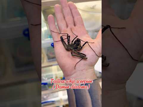 Best reptile shops in the UK part 5: Peculiar pets #reptiles #pets #fypシ #tarantula #python #iguana