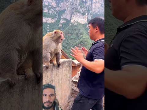monkey 🐒 fight boy #monkey #animals #funny #trending #viral #short