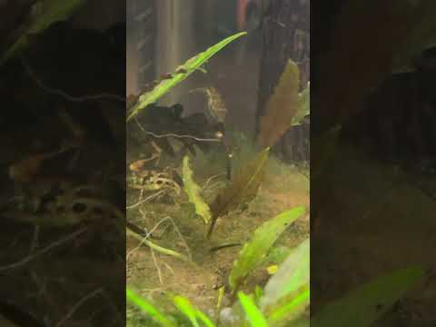 Pea puffers 🤩 