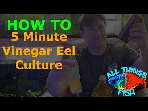 How to Setup a Vinegar Eel Live Food Culture in 5  How to Setup a Vinegar Eel Live Food Culture in 5 Minutes or Less!

Vinegar eels are an excellent st