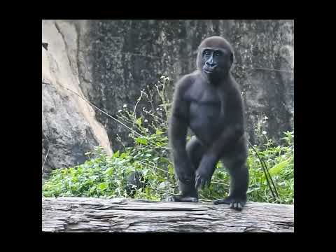 台北市立動物園のゴリラJabali（3歳10ヶ月）が胸を叩く様子 サムネイル