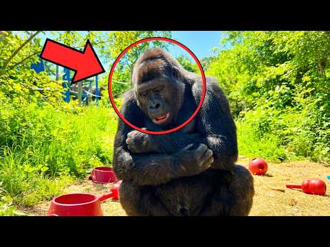 Every Morning At 6:17 AM, This Gorilla Freezes. The Reason Is Heartbreaking!