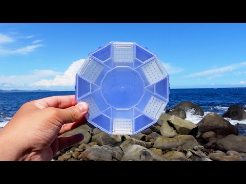 海にゴキブリ駆除器を仕掛けた結果…ヤバすぎた