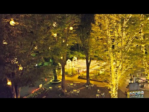 【国営武蔵丘陵森林公園】光と森のStory 第1章 森のハロウィンナイト※ドローン映像(2025年10月)