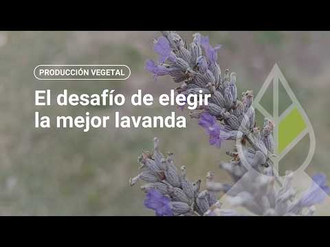 El desafío de elegir la mejor lavanda