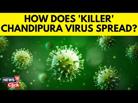 What is Chandipura Virus? Gujarat Death Toll Rises To 15—What’s Behind The Deadly Outbreak? | N18V