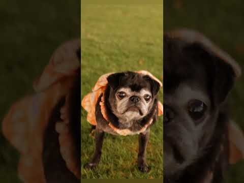 黒パグ小梅🐶Google作成📷✨7年前の小梅(*´`)