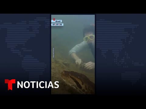 Descubren una nueva especie de anaconda en el Amazonas | Noticias Telemundo