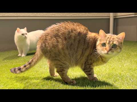 昼の散歩をサボったら、夜に連れ出されました…笑