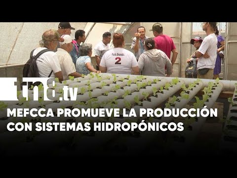 MEFCCA Managua promueve la producción con sistemas hidropónicos - Nicaragua