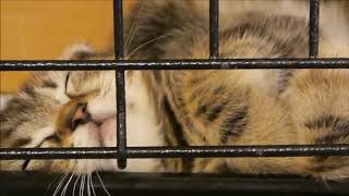 子猫 ペットショップ 東京『ただただお昼寝〜スコティッシュフォールド　(^_^)ペットショップ 猫専門  猫 東京  ネコ専門 新宿 都内　渋谷　池袋　横浜　埼玉　大宮』などなど