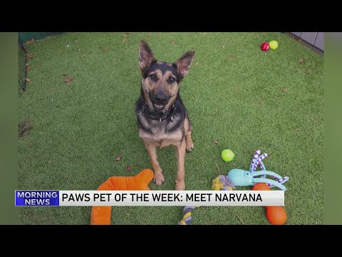 PAWS Chicago Pet of the Week: Nirvana