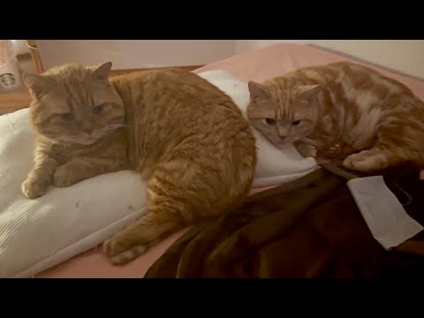 やっぱりいっしょにいる仲良し親子にホッとします