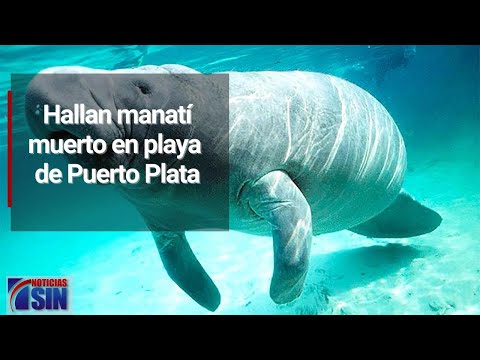 Huelga ADP: Muerte de manatíes por pesca ilegal en Puerto Plata
