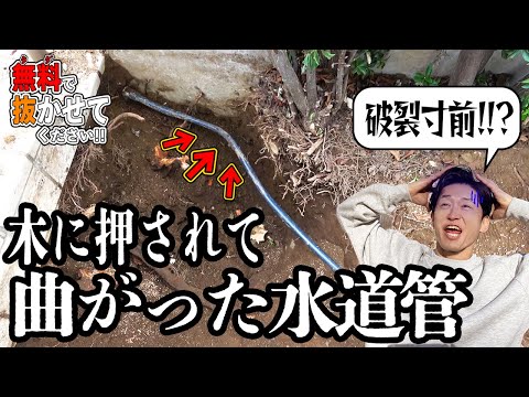 【狭い場所】知らずに水道管の上に植えたシマトネリコが巨大化した結果