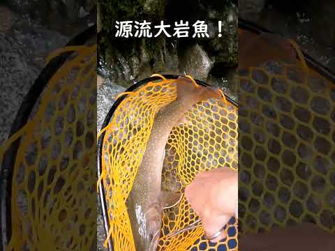 源流岩魚釣り自己記録更新しました