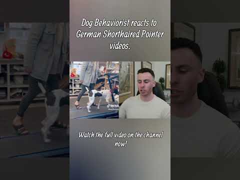 Dog trainer reacts to German Shorthaired Pointer videos part 2 #germanshorthairedpointer