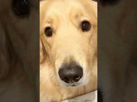 犬の動画サムネイル - じーーーー|ω･) #大型犬 #ゴールデンレトリバー