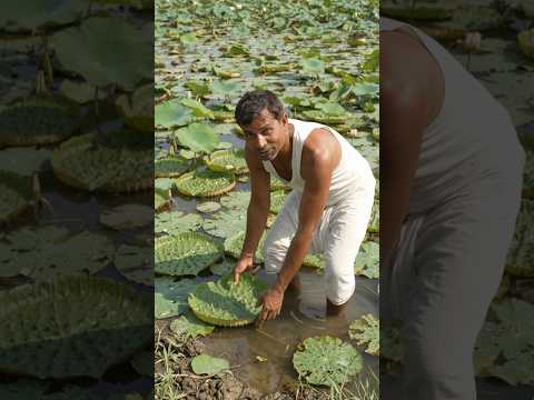 How to Grow Makhana | Makhana Farming &amp; Fox Nuts Cultivation#farming#makhana#fyp #shorts#shortvideo