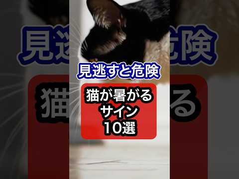 猫が暑がっているサイン10選を獣医師が解説