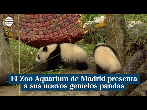 El Zoo Acuario de Madrid presenta a sus nuevos gemelos panda