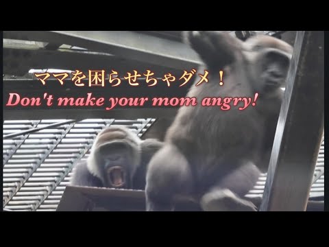 キンタロウに執拗にちょっかいを出され、さすがに怒る母ゴリラのゲンキ⭐️Gorilla【京都市動物園】Genki got angry at her son Kintaro's mischief.