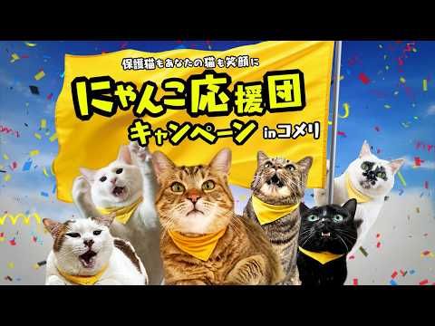 保護猫もあなたの猫も笑顔に♪にゃんこ応援団キャンペーン