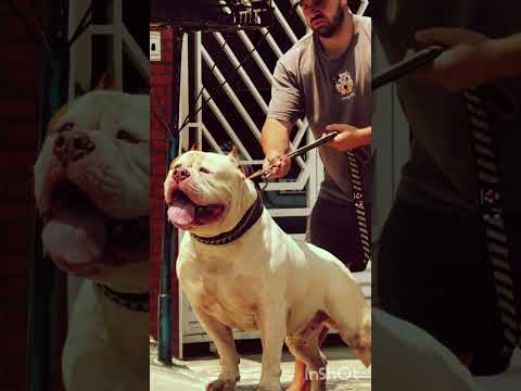 BULL ♉ DOG INDEN FRIST TIME  OMG 💥 #my #dog #india #subscribe #cr7 #viralvideo #onenonly