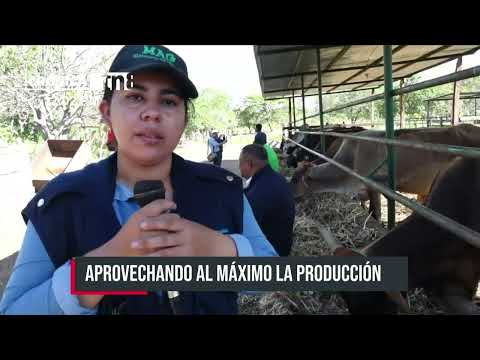 MAG visita a pequeño productor de ganado bovino y porcino en Nandaime - Nicaragua