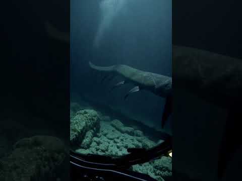 Criaturas desconocidas captadas en la Fosa de las Marianas por un submarino   Strange Creatures Spot